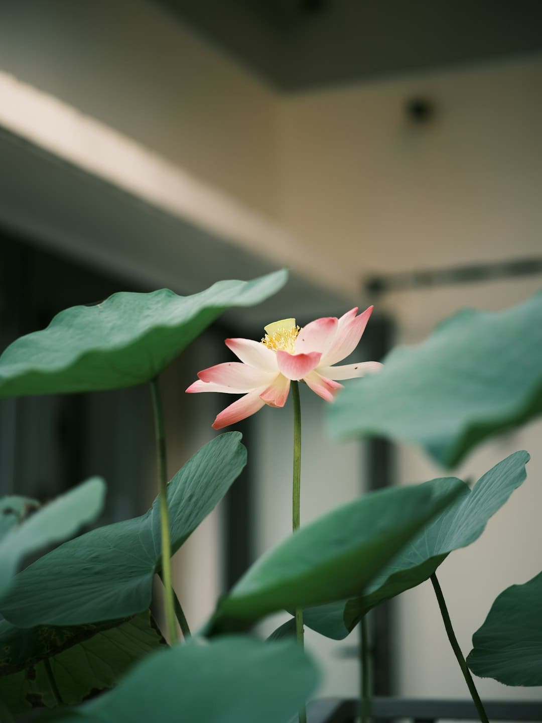 成都车展欧拉以浪漫致初心